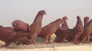 طيور حمر الديوانية علفكة