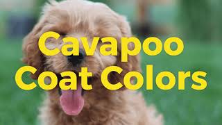 Cavapoo Coat Colors [Cavoodle Coats] // Cream, Apricot and Tricolor Cavapoo Colors