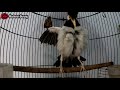 Pancingan Jalak Suren Biar Gacor Bongkar Isian Mompa Garuda | Masteran Burung