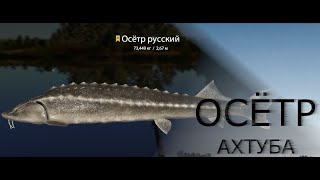 🐠Russian Fishing 4 /Русская рыбалка 4 ▶🐟 р.Ахтуба Осетр Русский 122-27🐟