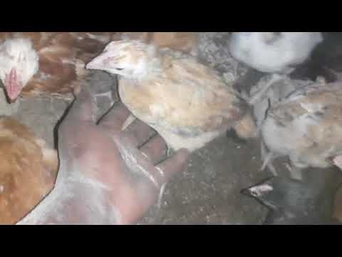JINSI YA KUTENGENEZA CHAKULA CHA KUKU SASO LAYERS NA KUKU WA NYAMA KIENYEJI 