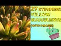 Discover 27 Unique Yellow Succulents for Your Garden and Pots - Names Included!