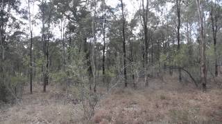 Cumberland Plain: Woodland Wander