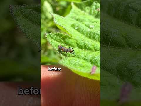 Destroy Aphids By Doing NOTHING!