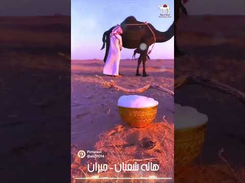 هاله شعبان جيران خيمه بدويه اكسبلور الشعرالشعبي