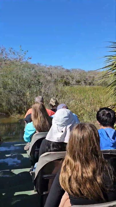 Everglades National Park - Seeing Alligators on the boat tour - YouTube