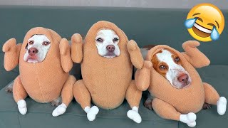 Funniest Videos 2023 🤣 Cute Cats and Funny Dogs 🐶😹 #19 by Happy Dog VN 10,745 views 1 year ago 8 minutes, 43 seconds