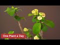Euphorbia milii couronne dpines entretien des plantes dintrieur  12 sur 365
