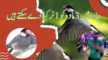 Fawn Sparrow Breeding tips , Java Sparrow , Java Finch , White Java , Silver Java