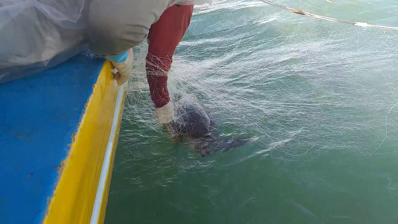 NGHỀ LƯỚI RÊ (BẠC LIÊU - Tháng 6- 2020). 