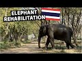 Elephant Rehabilitation in Chiang Rai | Elephant Valley Thailand