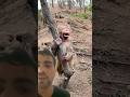 देखे बंदर के साथ ये क्या हो गया बहुत नुक्सान।🤯#monkey #viral #bandar #trending #ytshorts #shorts