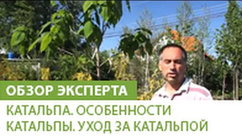 Катальпа. Особенности катальпы. Уход за катальпой.
