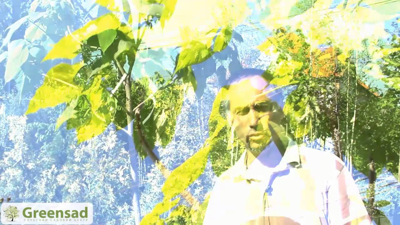 Катальпа. Особенности катальпы. Уход за катальпой.