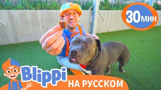 Блиппи в приюте для животных 🐵🐱 | Блиппи на русском