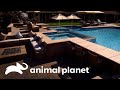 Diseños revolucionarios: piscinas que desafían la tradición | Piscinas Soñadas | Animal Planet
