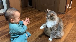 熱でぐったりしてた赤ちゃんも笑顔にさせる猫　ノルウェージャンフォレストキャット　A cat that makes a baby smiling with fever smile