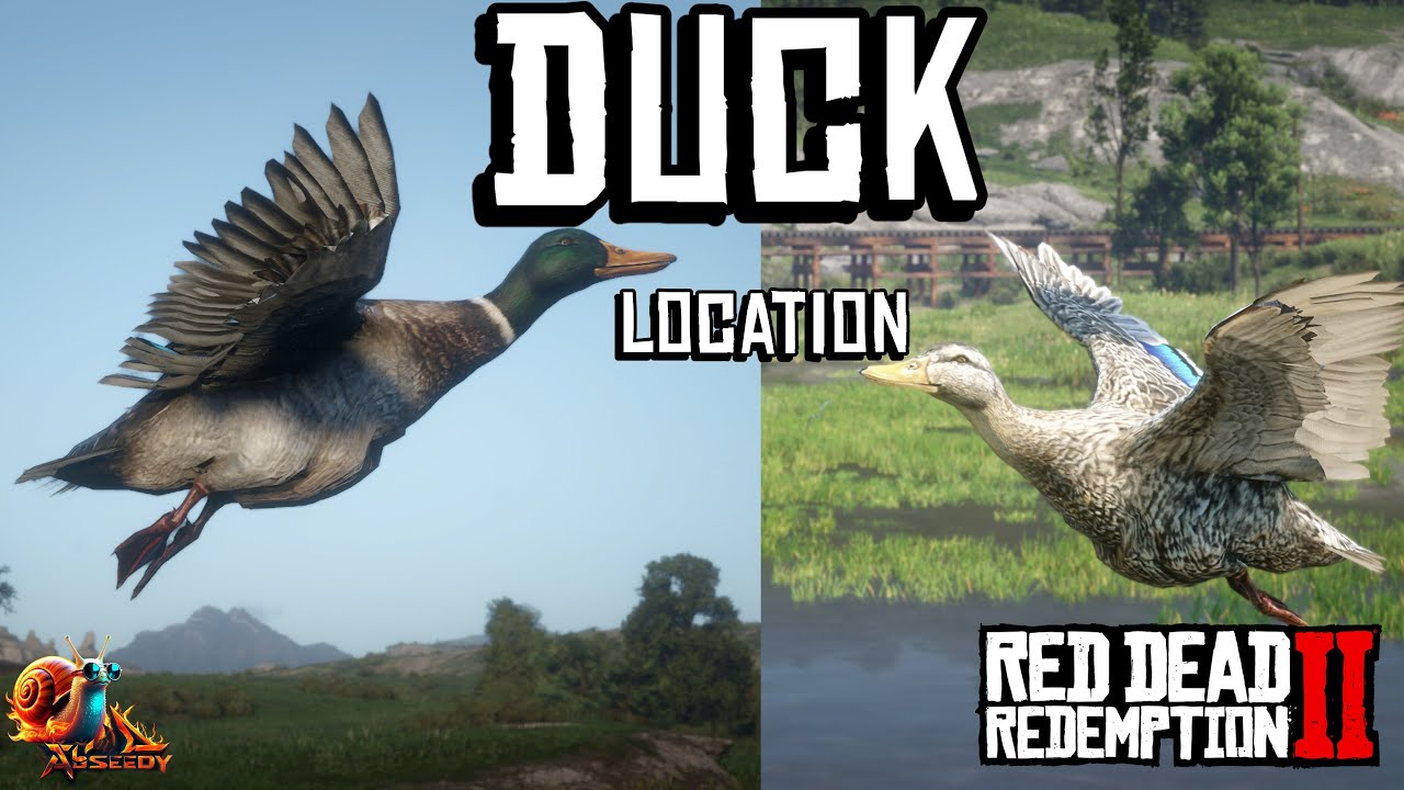 Duck Compendium Rdr2 Mallard & Pekin Duck Locations - Red Dead Redemption 2 - YouTube