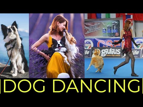 Video: Jak učit svého psa na patu