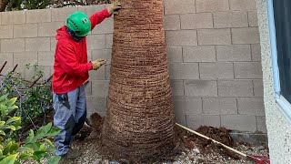 How to skin a Palm Tree (& the tools you'll need)