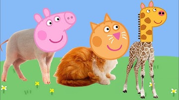 Real life animals with Peppa Pig heads