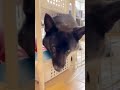 こんなところから!こんにちは #甲斐犬 #黒虎 #日本犬 #中型犬 #JapaneseDog  #こんにちは #こんなところから #顔を出す #ビックリ