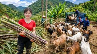 Timelapse - Raising Goats For 1 Year | Huge Goat Selling Day & Saving Fallen Sugarcane
