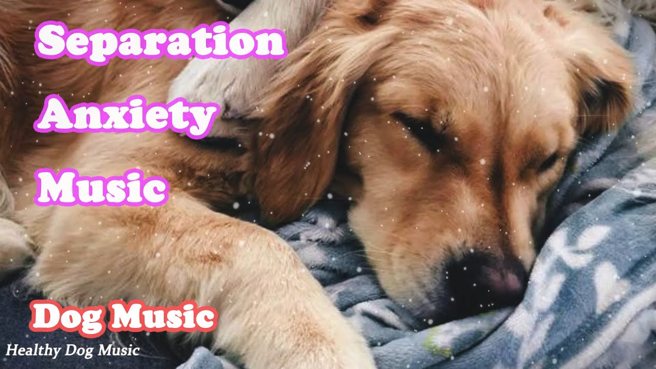 3 Hours of healing dog music, Music for dogs with separation anxiety