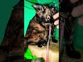My Cat Bibi Pakul Cleaning Herself Cat Cats Catshorts Catvideos Catlovers My Cat Bibi Pakul Cleaning Herself Cat Cats Catshorts Catvideos Catlovers