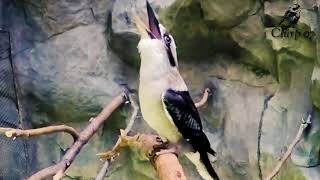 Kicau Ngakak Kookaburra