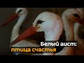 Аисты: как люди спасают птиц