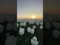 Tulips In Amsterdam