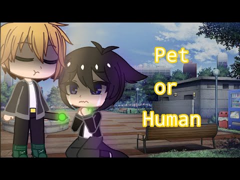 Human or Pet meme // Dakaretai Otoko // Junta x Takato