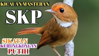 KICAUAN BURUNG SKP || SIKATAN KERONGKONGAN PUTIH TAK DI RAGUKAN LAGI SUARANYA BUAT MASTERAN#Skp