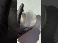 Bacteria on DOGS FUR??? 🐕🧫