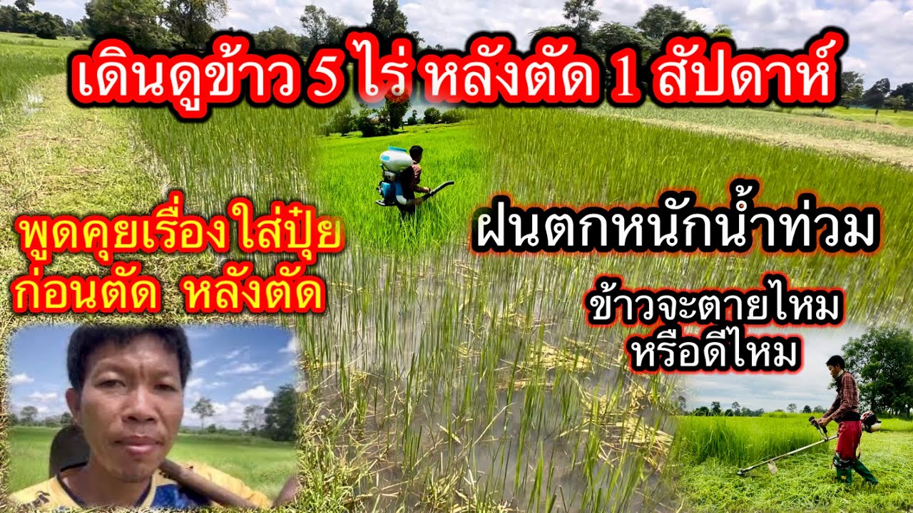 พาดูข้าว 5 ไร่ หลังตัดครบ 1 สัปดาห์ เจอฝนตกหนักน้ำท่วมตอข้าวส่งผลดีมากๆ พร้อมพูดคุยเรื่อการใส่ปุ๋ย