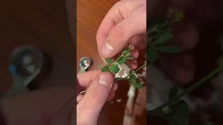 Black Medic - Medicago lupulina  #botany #shorts #ecology