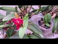 КАКУЮ ОРХИДЕЮ КУПИТЬ из Азии или Европы? орхидея уход