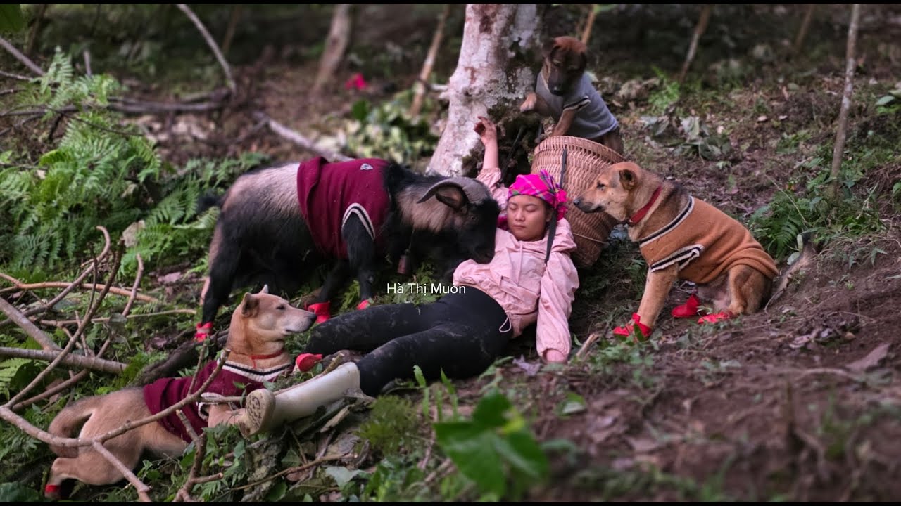 Vietnamese girl fell and was helped up by dog ​​and goat while picking leaves to sell - ha thi muon