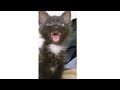 Cross eyed cat meme  viral cat saying huh meme new black kitten meme cat haan meme orginal