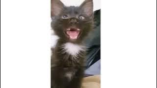 Cross Eyed Cat Meme | Viral Cat Saying Huh Meme 😺New Black Kitten Meme 😂Cat Haan Meme Orginal Video