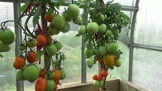Вот это урожайность! Томат весь увешан плодами! Обзор томата Король Сибири в теплице.