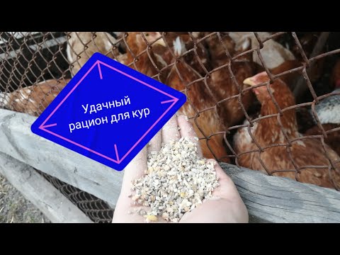 Кормление кур в возрасте с 2 до 4 месяцев. Рацион кур в 2 месяца! Чем кормить кур?
