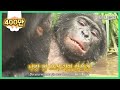 가장 사람같은 보노보가 상대를 가리지 않고 하는 행동🙊ᅵBonobos Show Emotions Like Humans