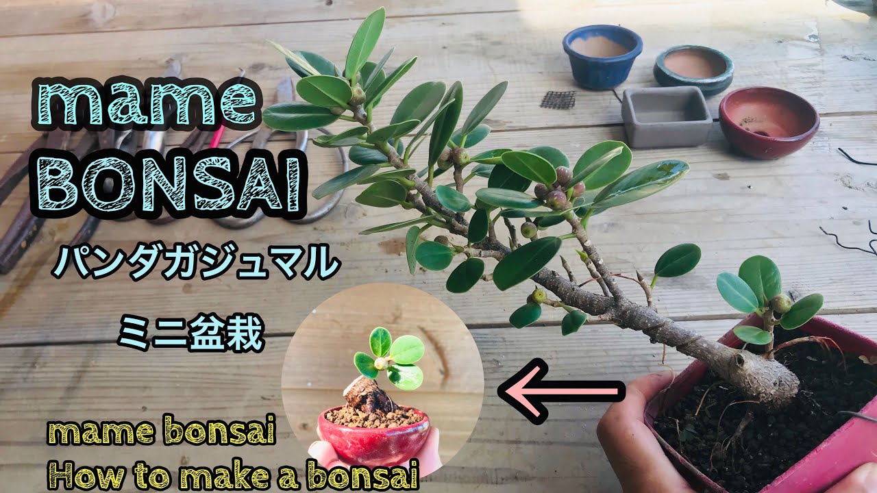 mame bonsai How to make a bonsaiパンダガジュマルでミニ盆栽作りまし