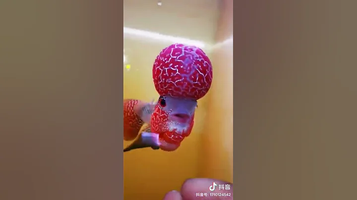 漂亮的红罗汉鱼 - 天天要闻