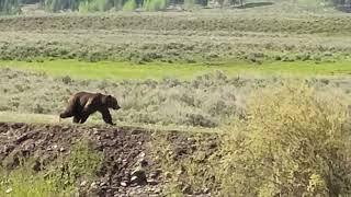 Grizzly smelling &amp; searching along the Lamar River in Yellowstone Jun 1 2023 Pt 3