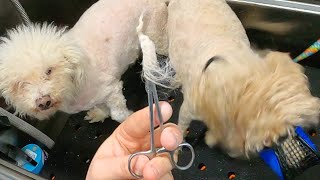 BICHON Ear Cleaning - Impacted