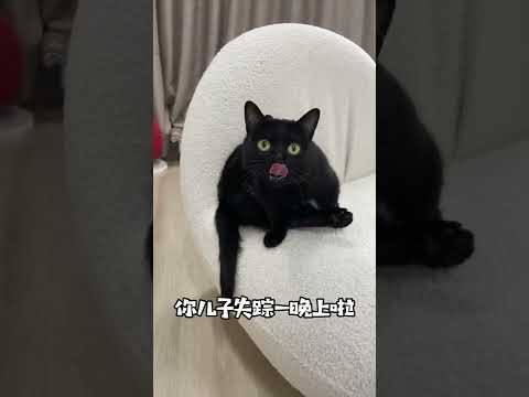 【一只黑糖啵啵🐻】黑猫是什么神奇物种啊？真的不能随便养黑猫！！#黑猫