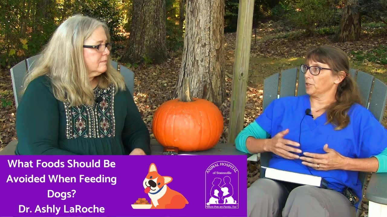 What Foods Should Be Avoided When Feeding Dogs? YouTube